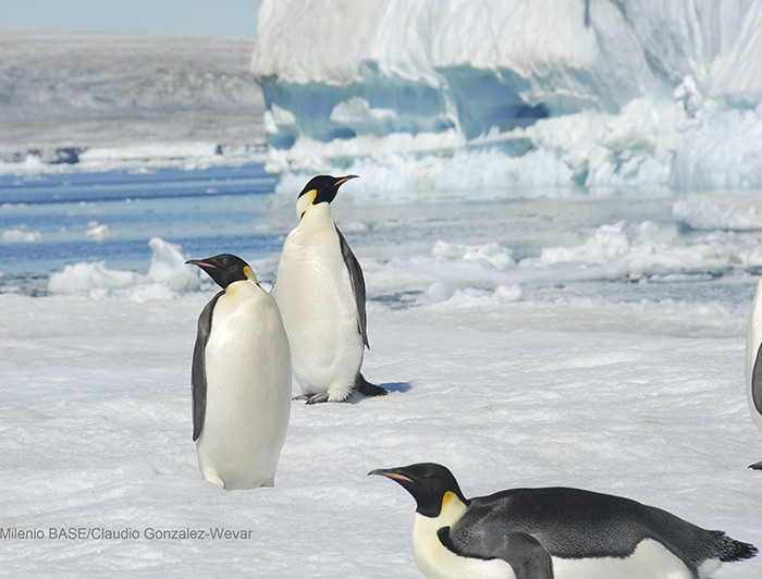 Pingüinos emperador sobre el hielo de la antártica.