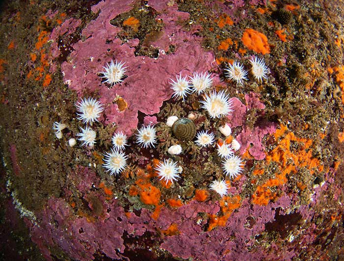 Organismos que conviven en un arrecife chileno