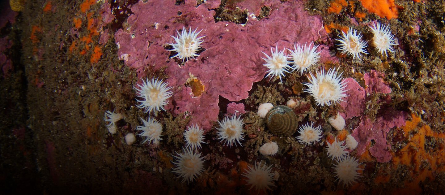 Imagen de un arrecife chileno con algas y crustáceos