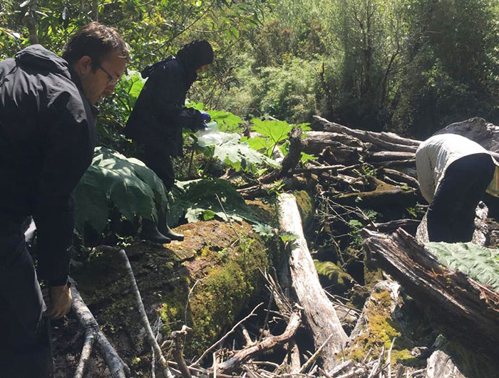 Investigadores recolectan muestras en medio del bosque patagónico