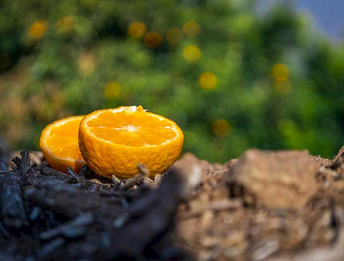 imagen correspondiente a la noticia: "Isabelina: la nueva variedad de mandarina chilena sin semillas"