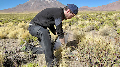 Thomas Dussarrat recolectando muestras en el altiplano entre medio de la vegetación y con un volcán de fondo