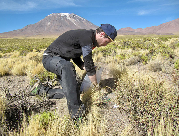 Thomas Dussarrat recolectando muestras en el altiplano entre medio de la vegetación y con un volcán de fondo