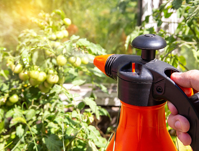 Botella rociando fertilizante a una planta de tomates