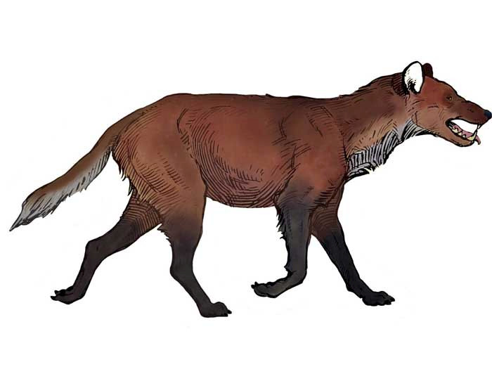 imagen correspondiente a la noticia: "Hallan primera evidencia de una especie de lobo extinta que habitó Chile en el Pleistoceno"