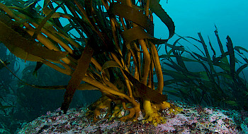 Bosque de algas marinas
