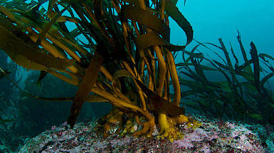 Bosque de algas marinas