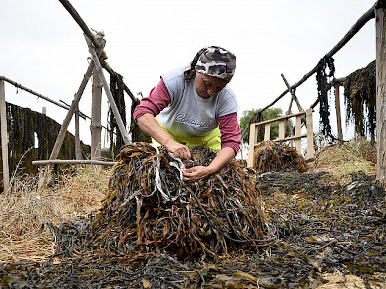 Maria assembling a pile of huiro for weighing in Pichicuy.