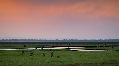 Animales sobre pastizales y un curso de agua al atardecer.