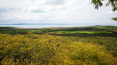 Paisaje en que se ve vegetación en un primer plano y cultivos al fondo.