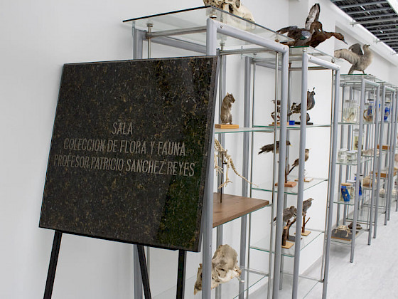 Sala colección flora y fauna