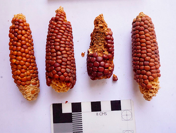 Imagen de fósiles de maíz de distintas épocas