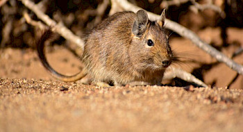 Degú, roedor chileno que es utilizado para estudiar distintas enfermedades.  Foto   Bruno Savelli