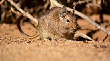 Degú, roedor chileno que es utilizado para estudiar distintas enfermedades.  Foto   Bruno Savelli