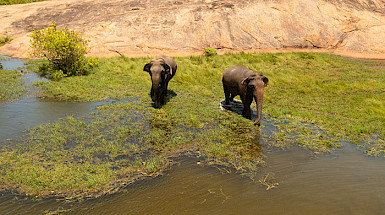 Elefantes entre vegetación y agua color café