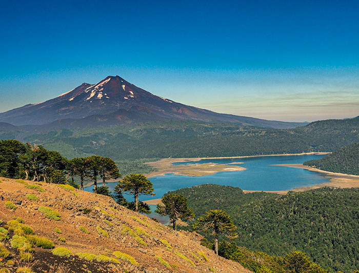 Imagen del Parque Nacional Conguillio donde se ven araucarias en un primer plano, y un lago y un volcán al fondo