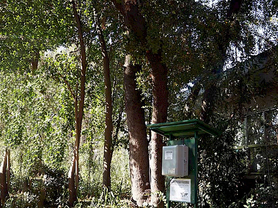 Linked to a sensor, a quillay tree positioned on the San Joaquín Campus has its electrical signals and the surrounding earth monitored.