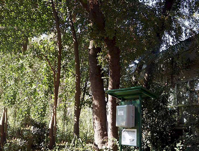 Linked to a sensor, a quillay tree positioned on the San Joaquín Campus has its electrical signals and the surrounding earth monitored.