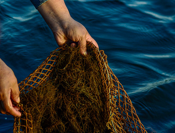 Manos sostienen una red con pelillo, con mar de fondo.