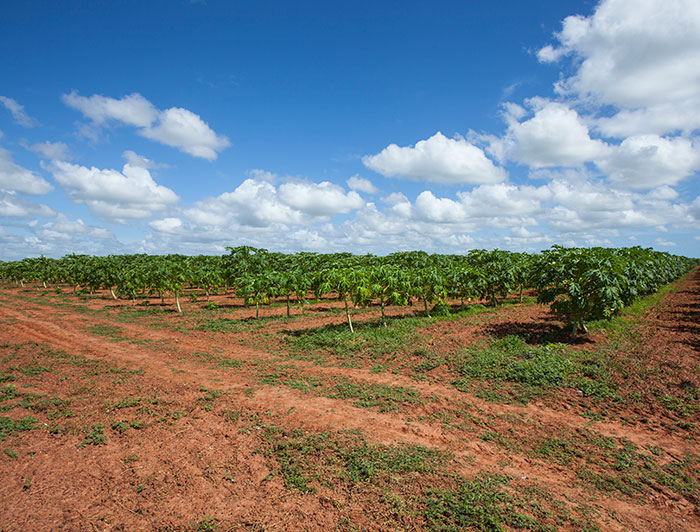 Fruit trees in the Caatinga region