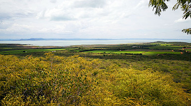 Landscape in which vegetation is seen in the foreground and crops in the background.