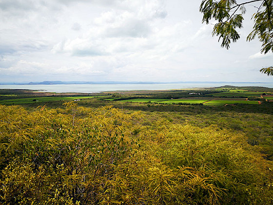 Landscape in which vegetation is seen in the foreground and crops in the background.