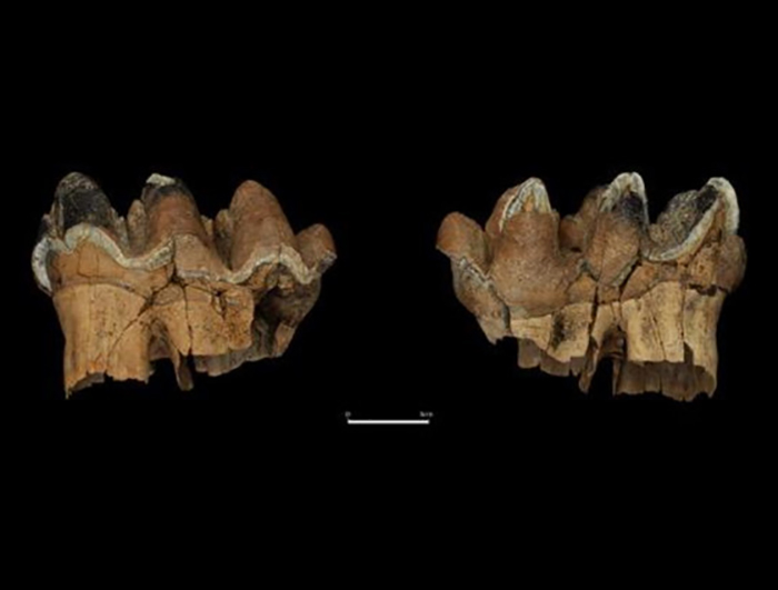 Tusks of extinct relatives of today's elephants