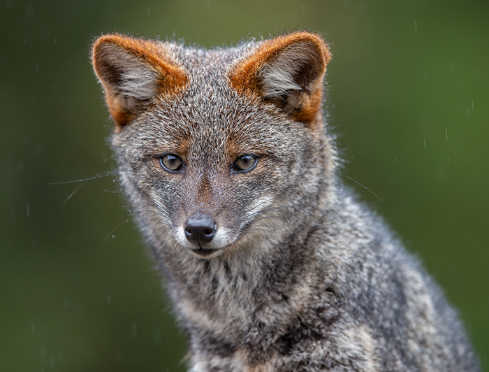  Darwin's fox looking straight ahead, its ears have a brown outline