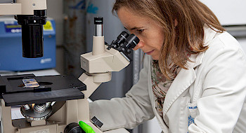 Investigadora observa por microscopio en un laboratorio.