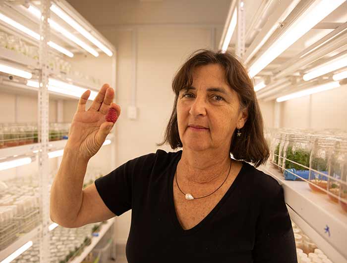 La profesora Marina Gambardella sostiene una frambuesa en su mano, en un laboratorio donde se ven distintos tipos de frascos.