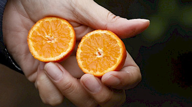 Una mano sostiene dos mitades de una mandarina.