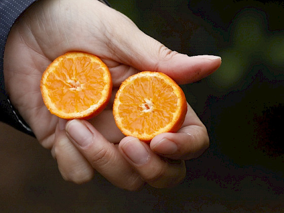 Una mano sostiene dos mitades de una mandarina.