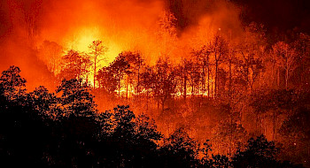 Bosque consumido por el fuego en un incendio.