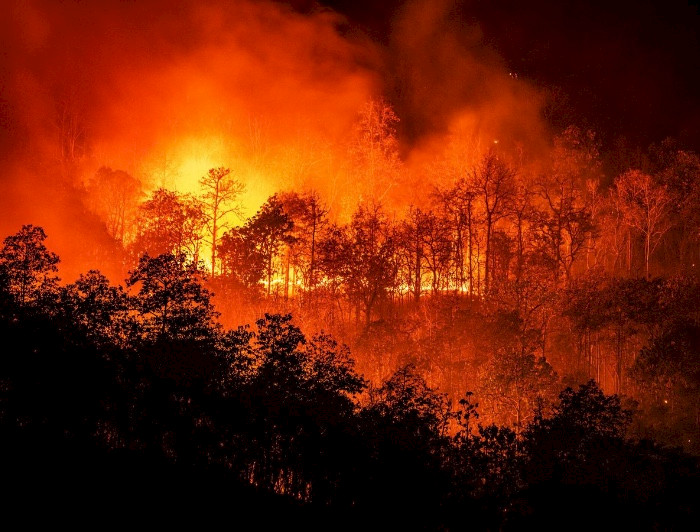Bosque consumido por el fuego en un incendio.