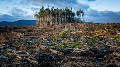 Grupo de árboles en medio de entorno deforestado.