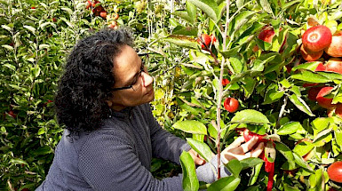 Profesora Tania Zaviezo tomando una manzana de un manzano.