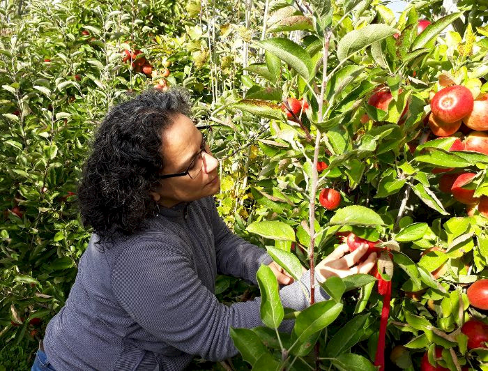 Profesora Tania Zaviezo tomando una manzana de un manzano.