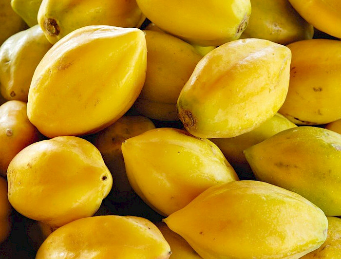 imagen correspondiente a la noticia: "Buscan otorgar Sello de Origen a las papayas de La Serena"