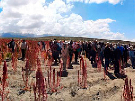 Cultivos de Quinoa