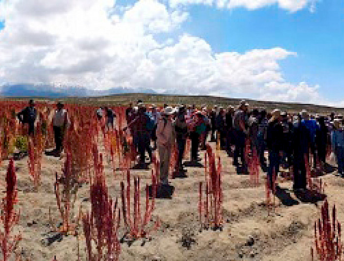 Cultivos de Quinoa