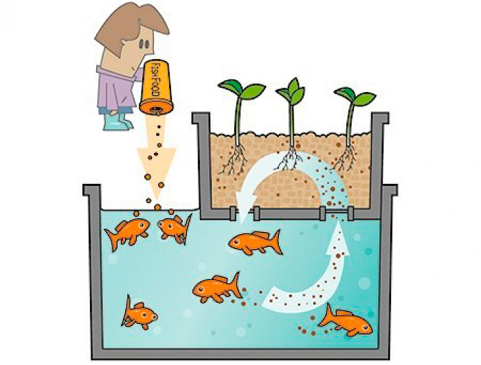 El proceso de cultivar a través de la acuaponía consiste en instalar un sistema de recirculación donde los peces se puedan alimentar y producir desechos metabólicos para que las bacterias puedan transformarlos en fertilizantes, los cuales contienen elementos esenciales para las plantas. (Imagen de hydrogarden-hidroponia.com).