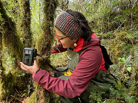 Joven investigadora coloca una cámara trampa en un árbol cubierto de musgos en medio del bosque.