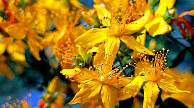 Flores amarillas de la hierba de San Juan.