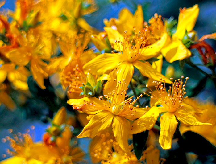 Flores amarillas de la hierba de San Juan.