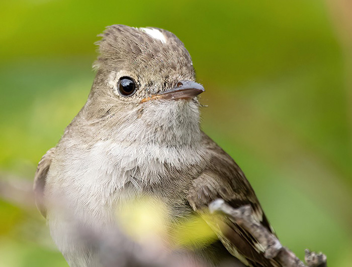 Acercamiento de un Fio fio que mira hacia la derecha con fondo verde.