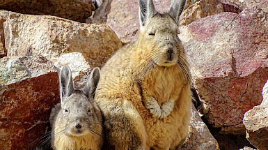 Dos vizcachas delante de unas rocas.