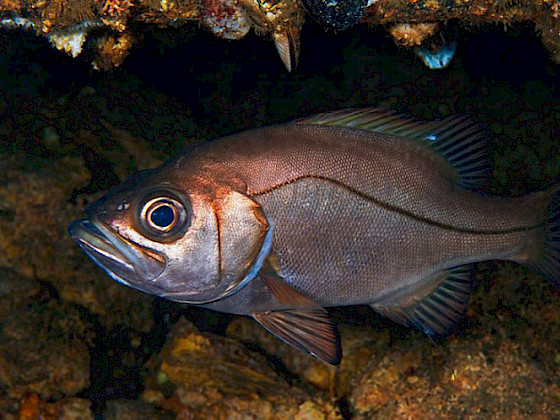 Apanao, es una de las especies de peces óseos de las costas de Chile.- Foto Eduardo Sorensen