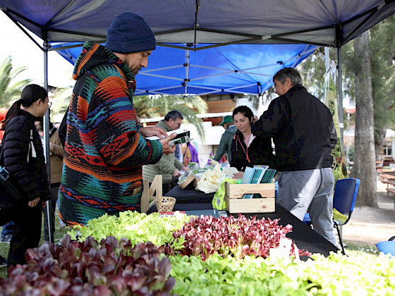 Personas observan lechugas