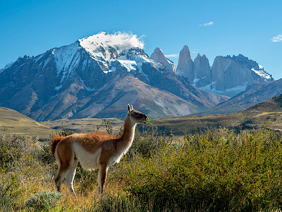 Guanaco con las Torres del Paine de fondo