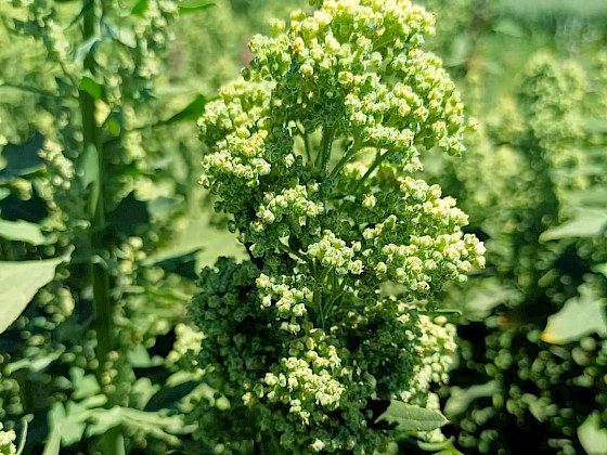 plantación de quinoa